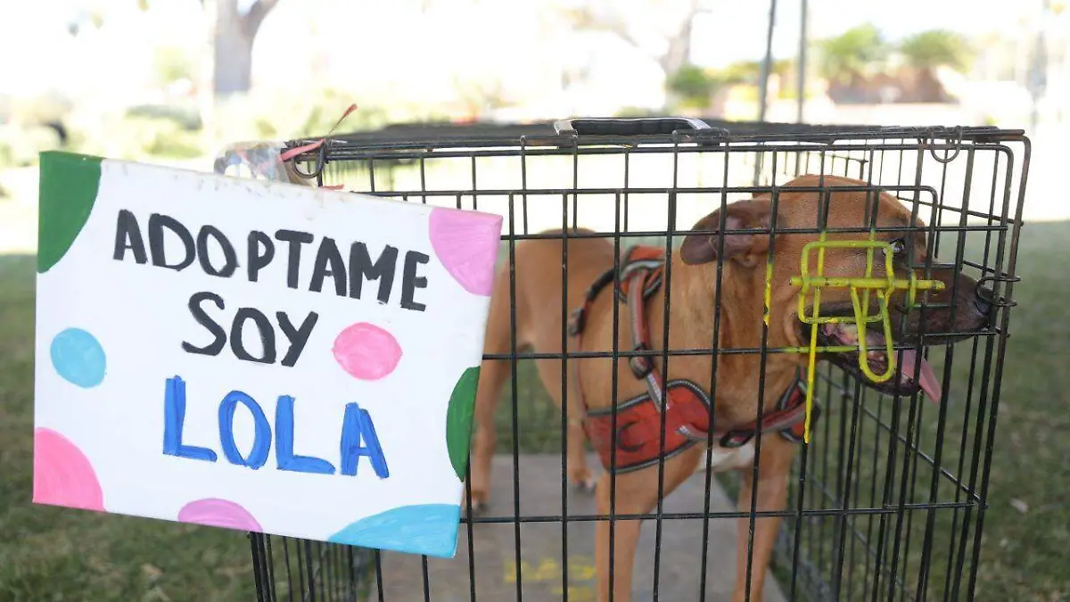 Realizan Sexta Feria de Adopción Canina y Felina : NLD